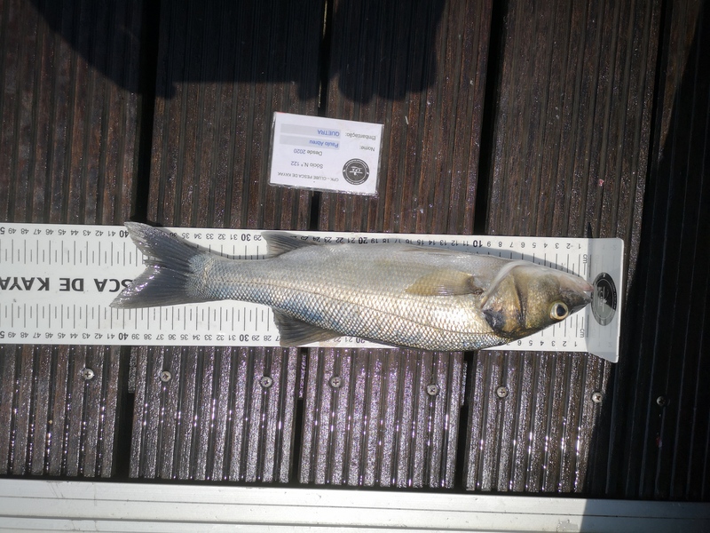 Fish Measure Picture