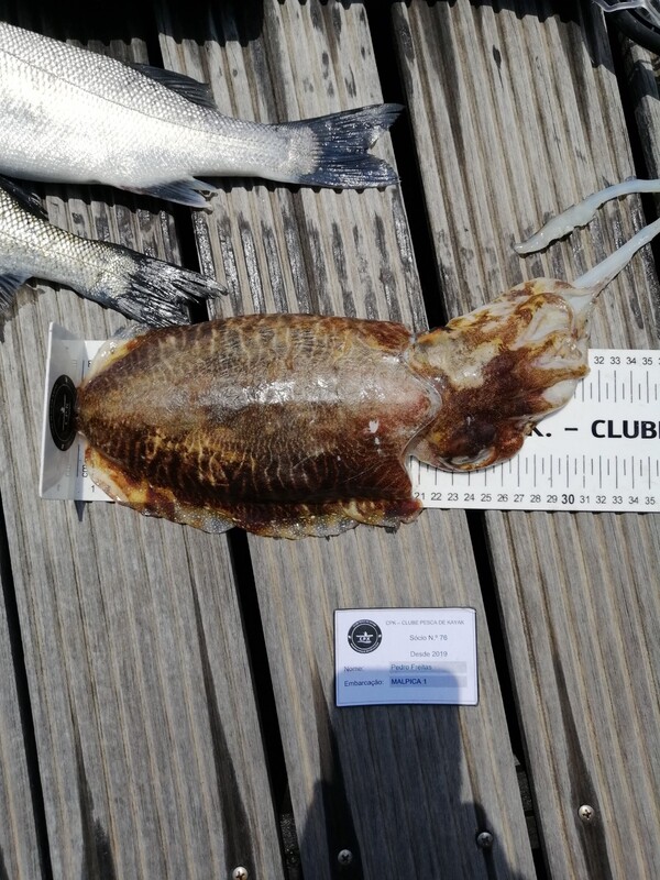 Fish Measure Picture