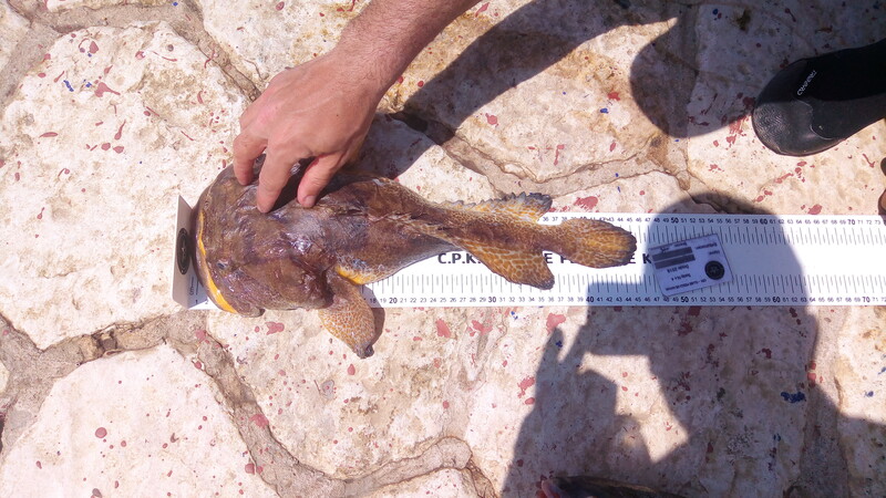 Fish Measure Picture
