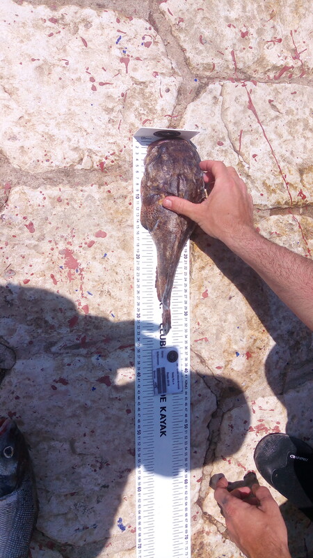 Fish Measure Picture