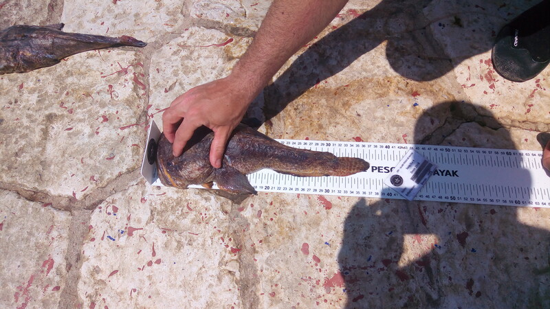 Fish Measure Picture