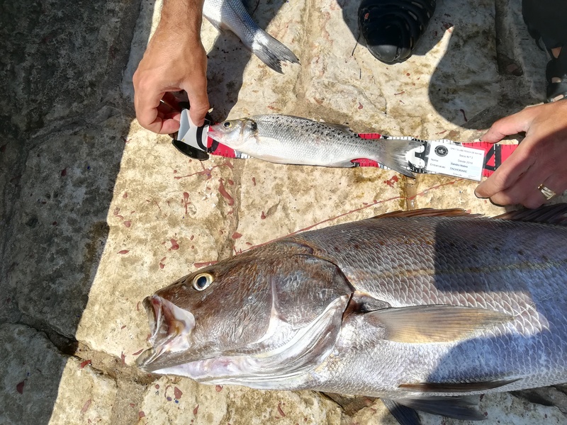 Fish Measure Picture