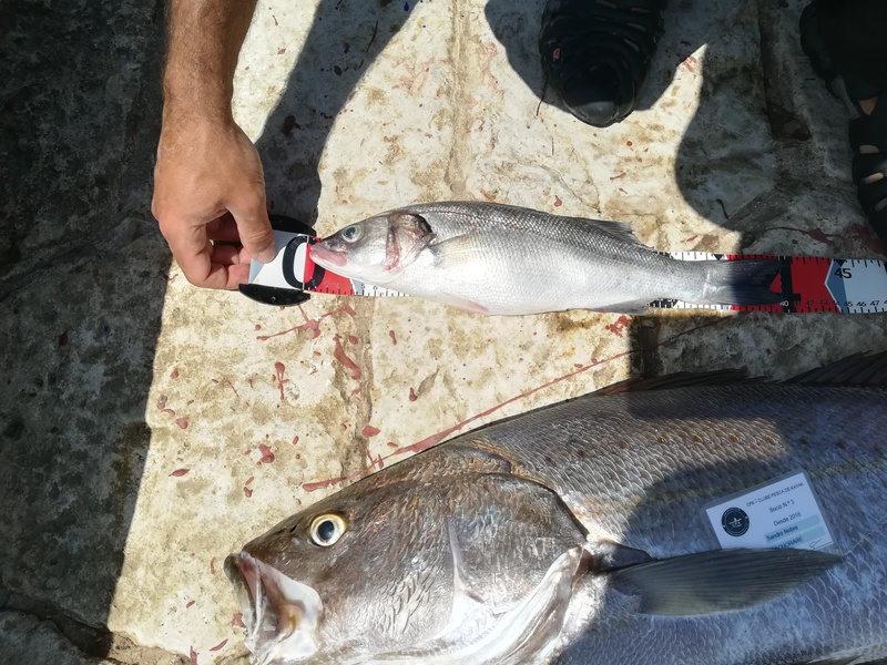 Fish Measure Picture