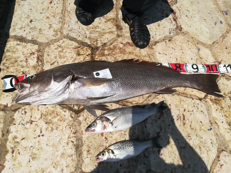 Fish Measure Picture
