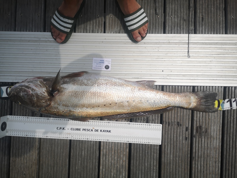Fish Measure Picture