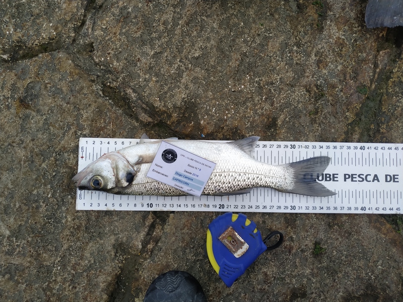 Fish Measure Picture