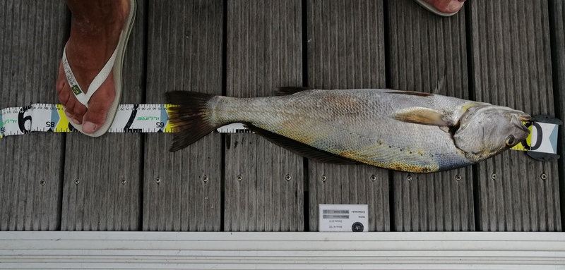 Fish Measure Picture