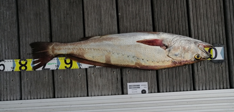 Fish Measure Picture