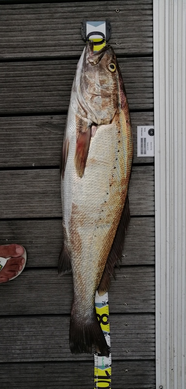Fish Measure Picture