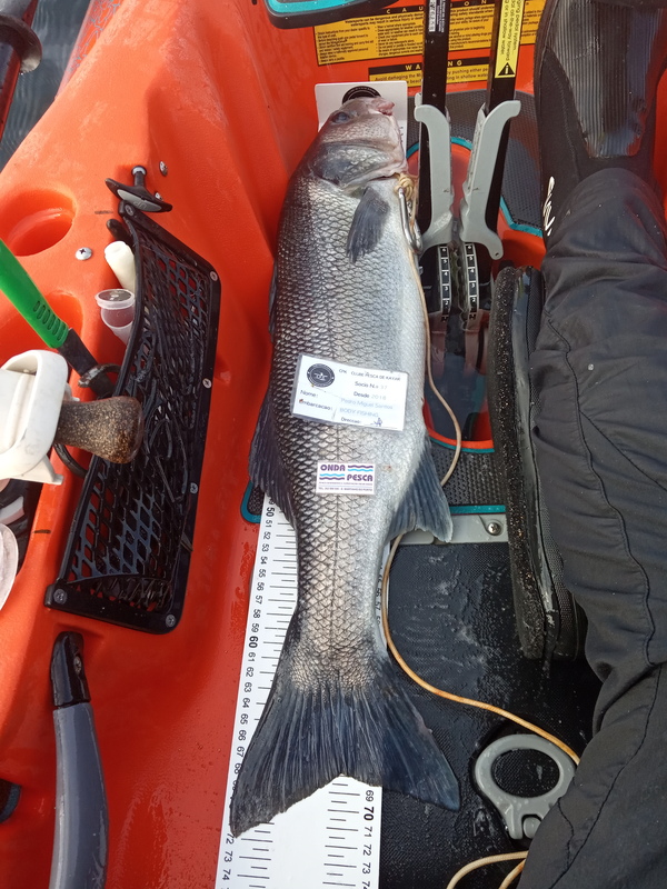 Fish Measure Picture