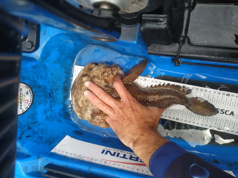 Fish Measure Picture