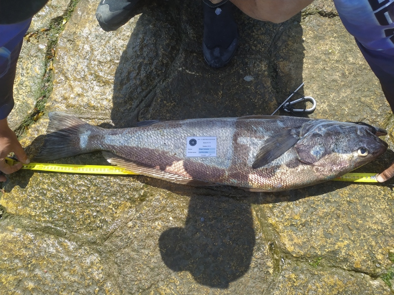 Fish Measure Picture