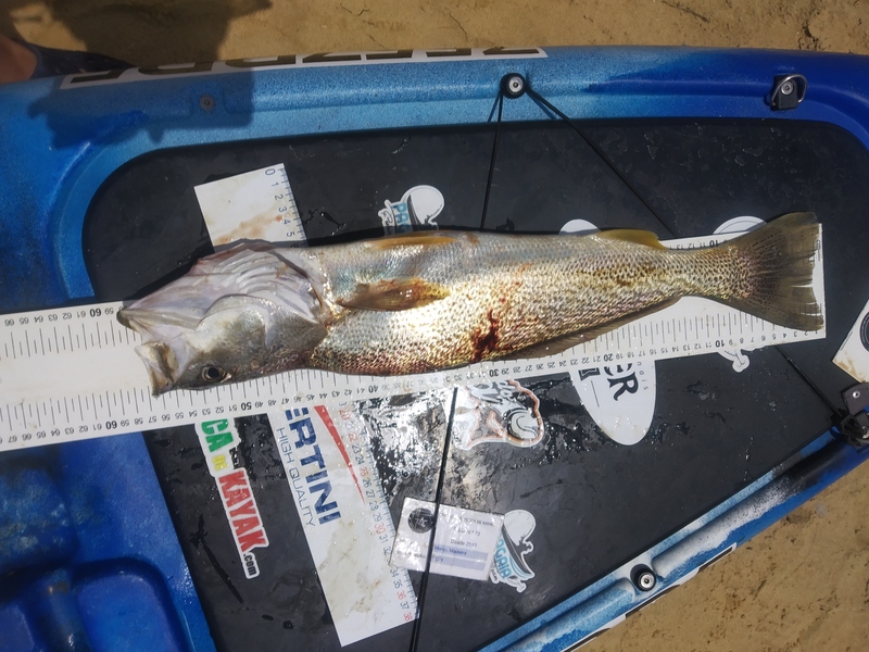 Fish Measure Picture