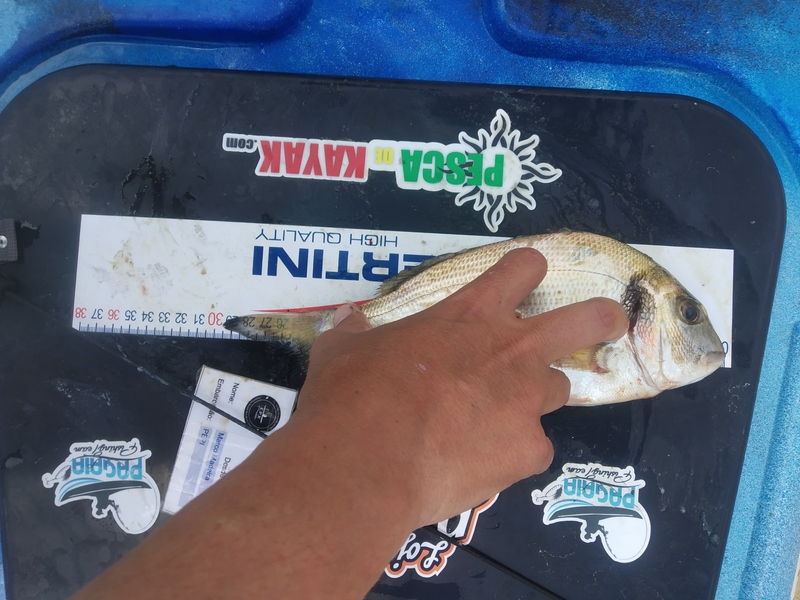 Fish Measure Picture