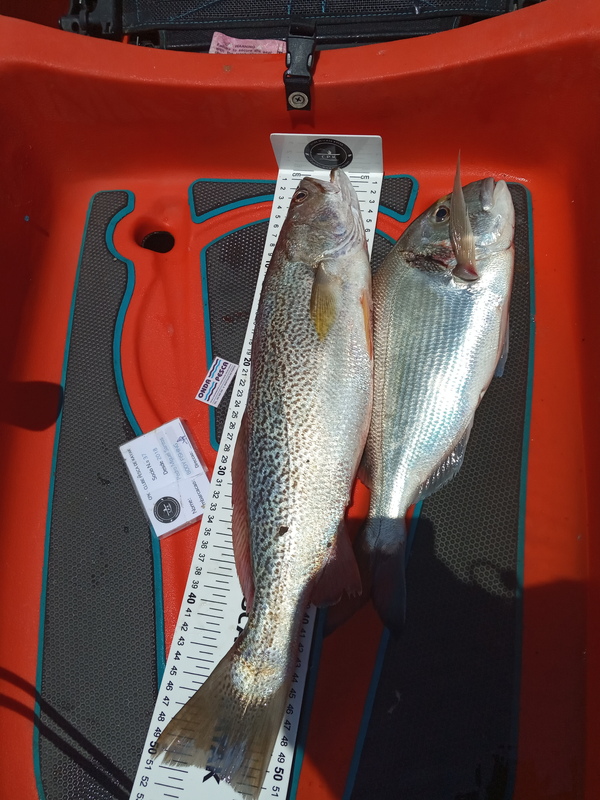 Fish Measure Picture
