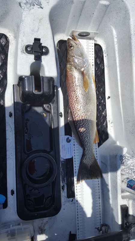 Fish Measure Picture