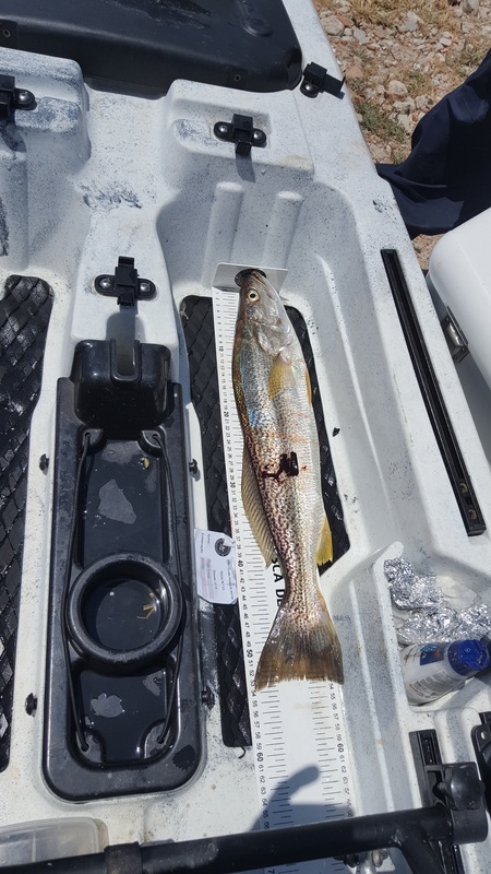 Fish Measure Picture