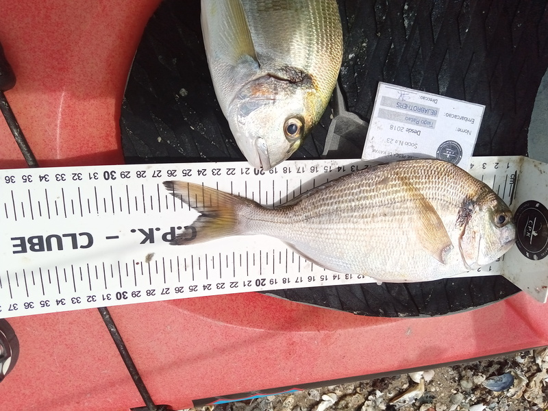 Fish Measure Picture
