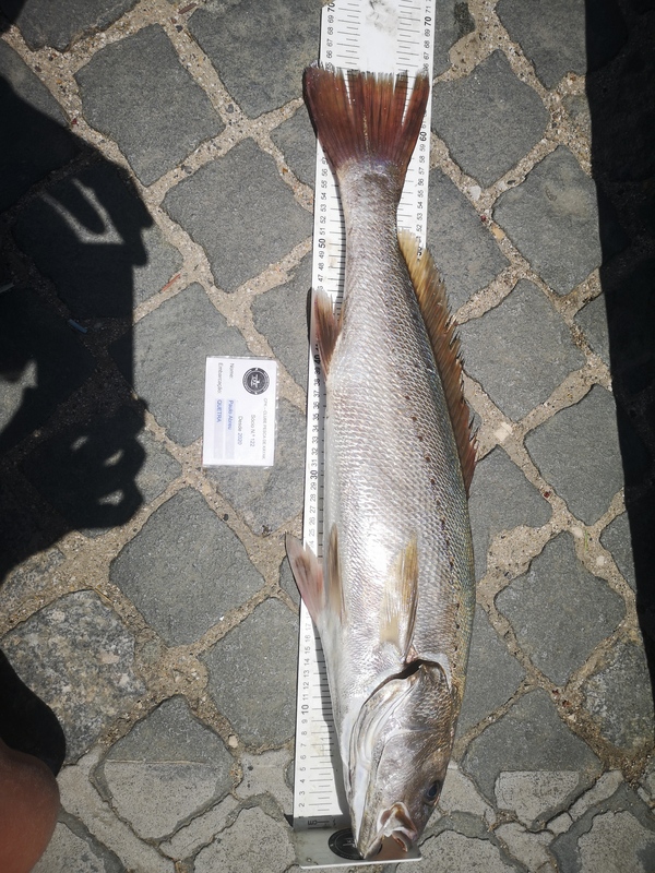 Fish Measure Picture