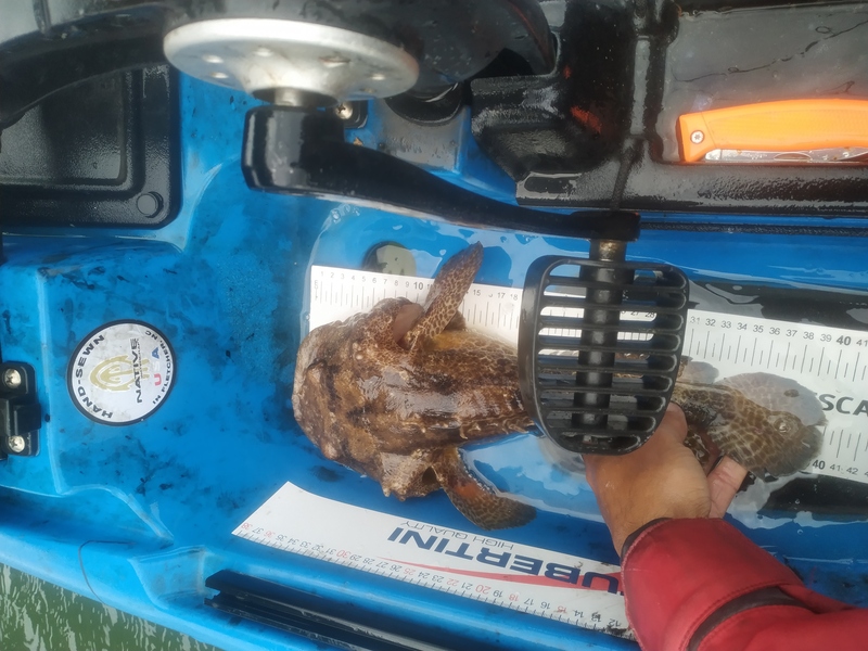 Fish Measure Picture