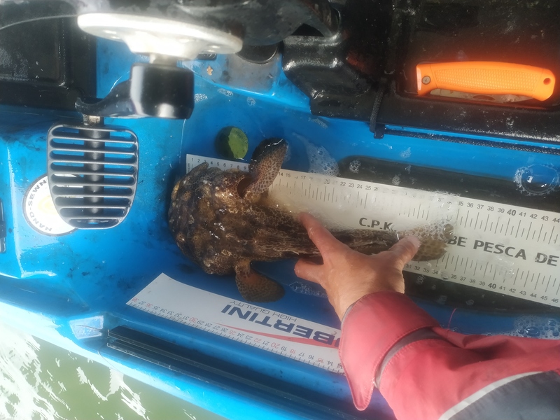 Fish Measure Picture