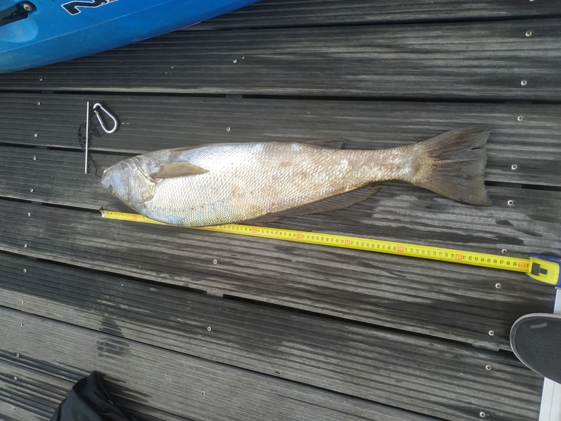 Fish Measure Picture