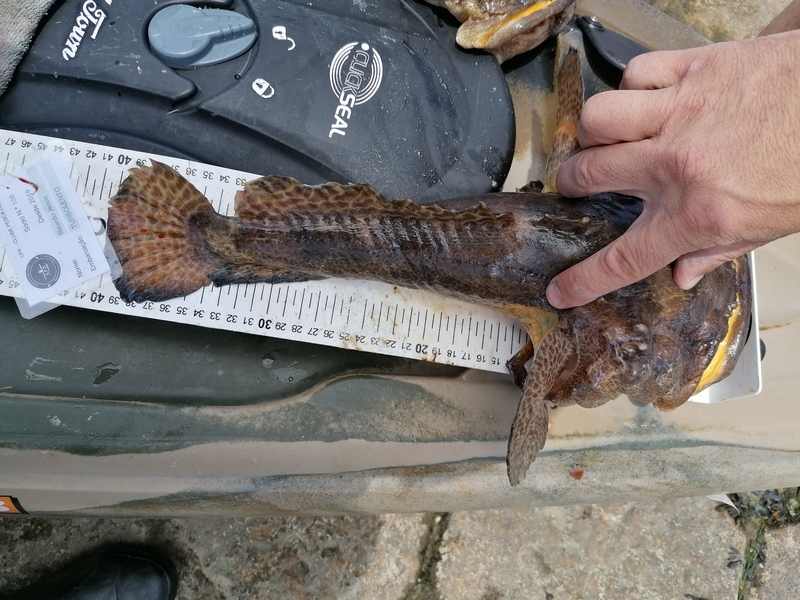 Fish Measure Picture