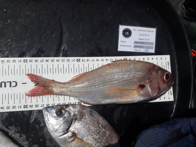 Fish Measure Picture