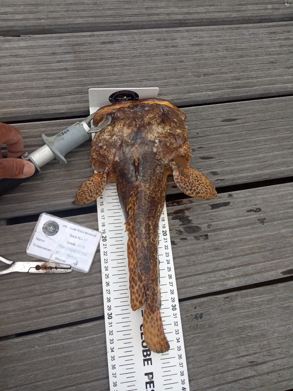 Fish Measure Picture
