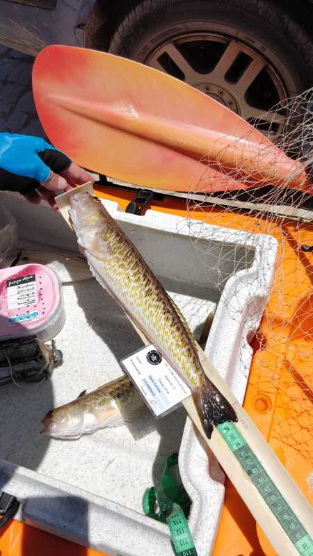 Fish Measure Picture