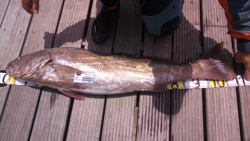 Fish Measure Picture