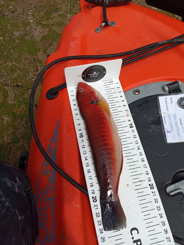 Fish Measure Picture