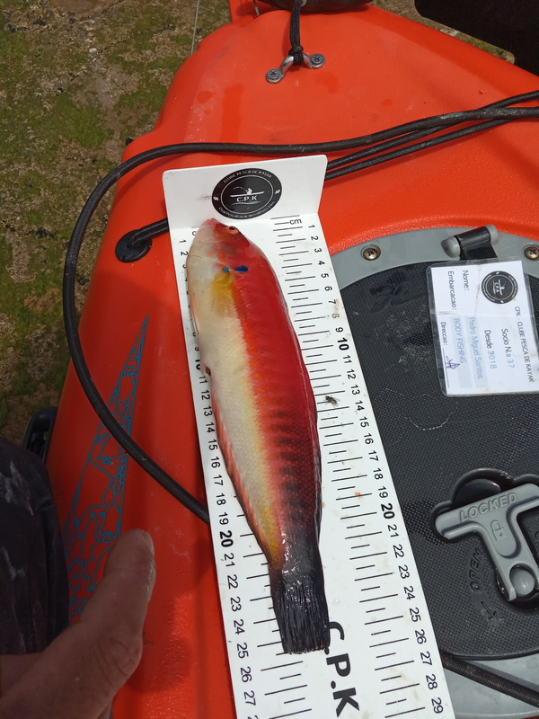 Fish Measure Picture