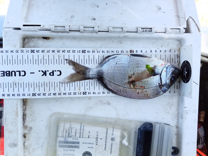 Fish Measure Picture