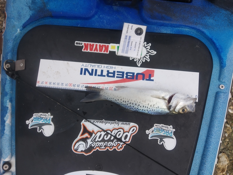 Fish Measure Picture