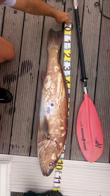 Fish Measure Picture