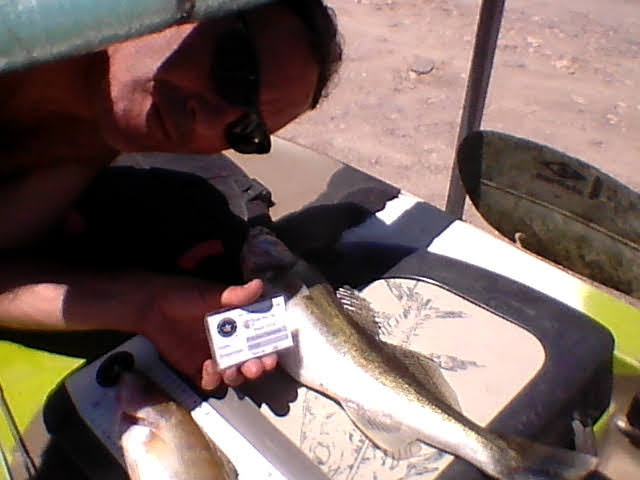 Fish Profile Picture