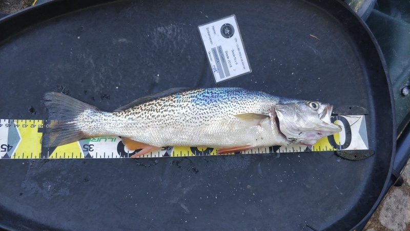 Fish Measure Picture