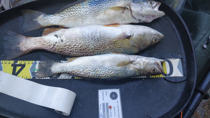 Fish Measure Picture