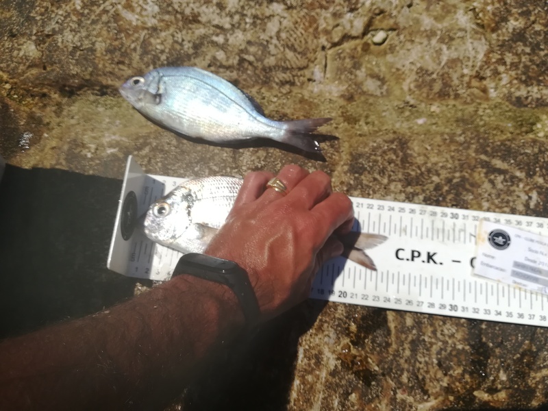 Fish Measure Picture