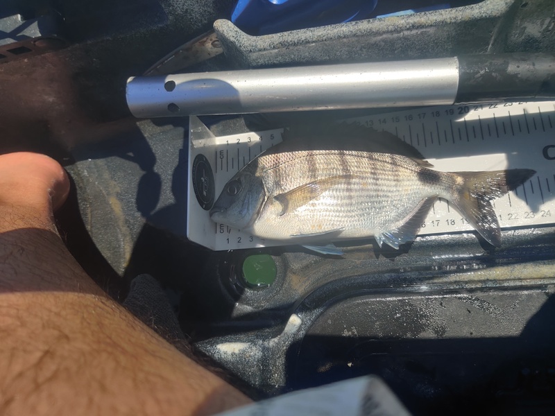 Fish Profile Picture