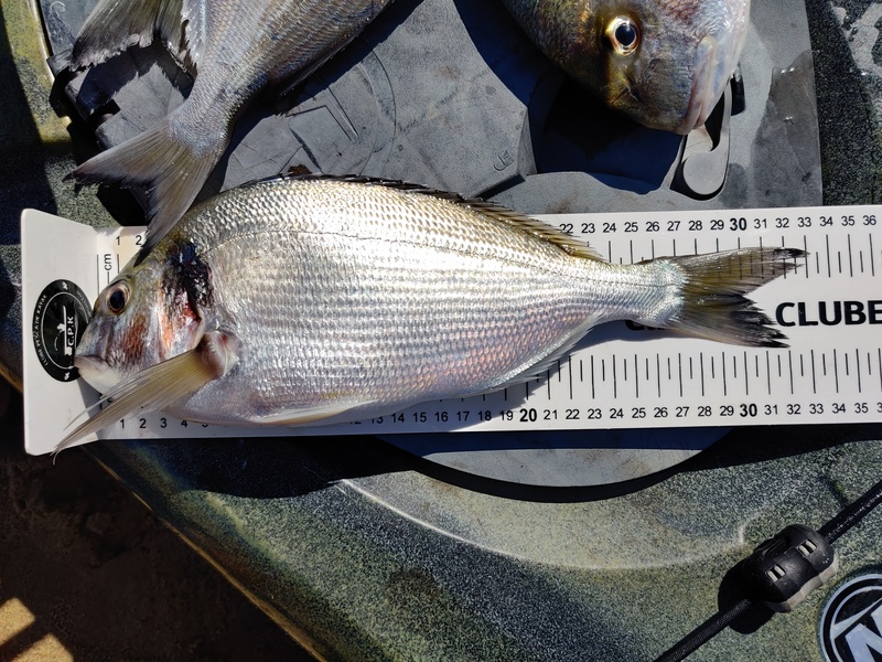 Fish Measure Picture