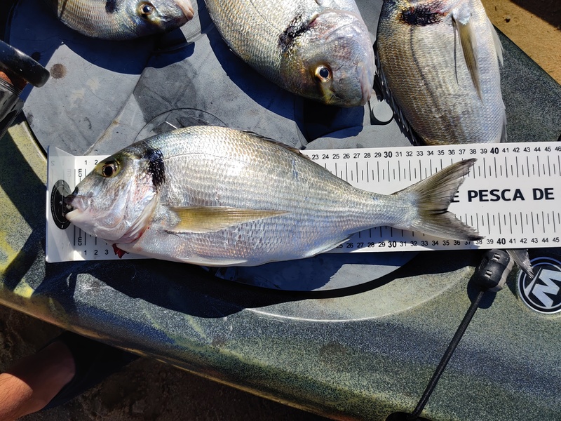 Fish Measure Picture