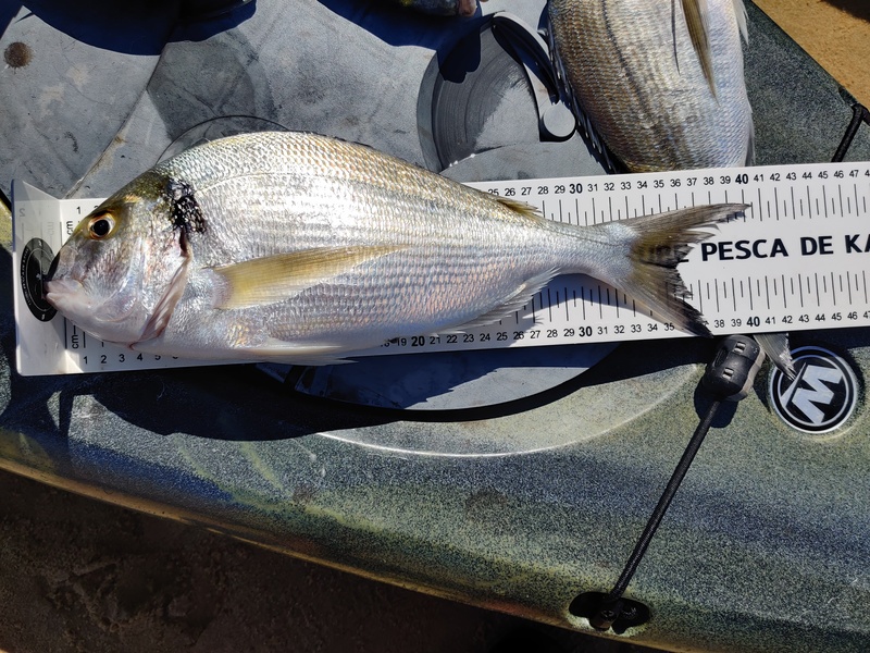 Fish Measure Picture