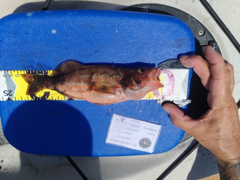 Fish Measure Picture
