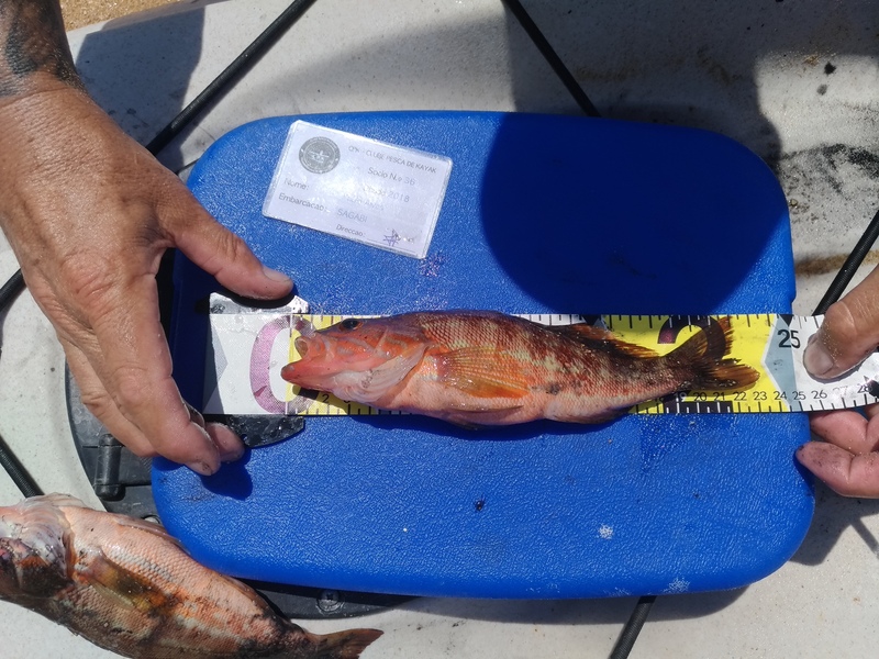 Fish Measure Picture