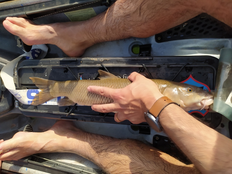 Fish Measure Picture
