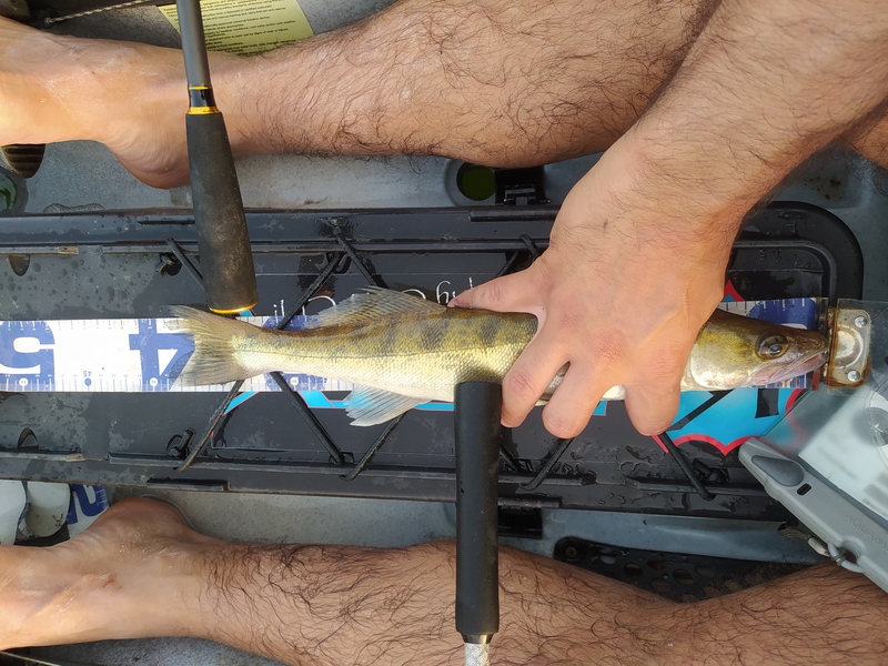 Fish Measure Picture