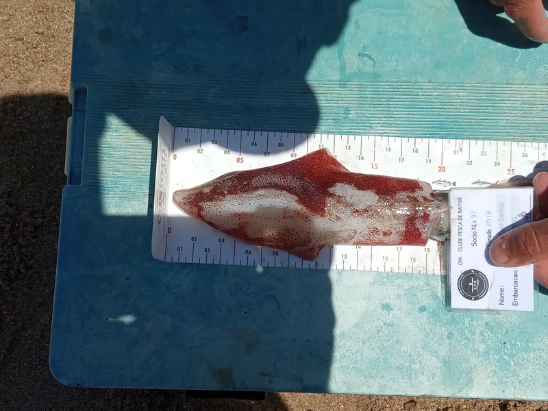 Fish Measure Picture