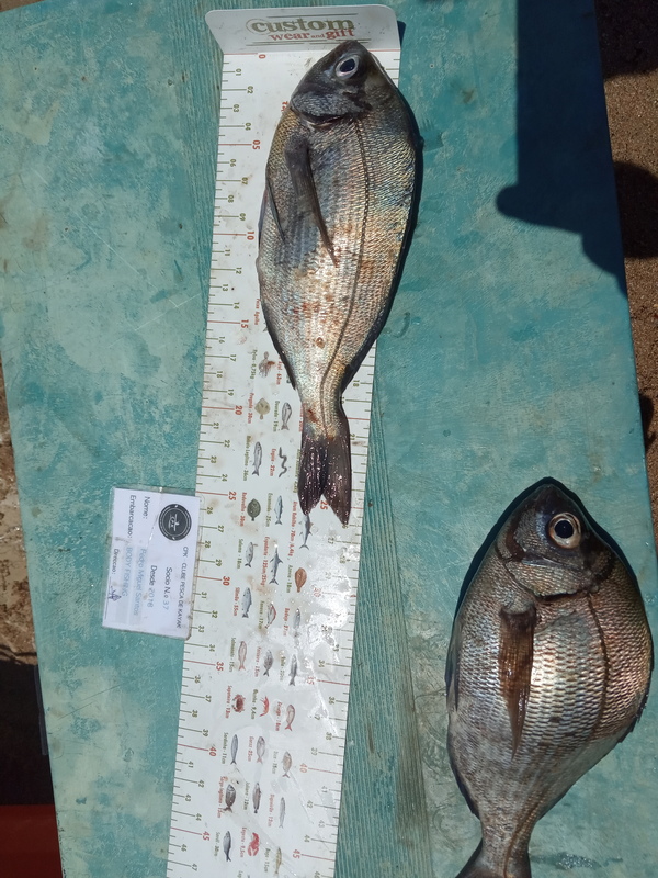 Fish Measure Picture